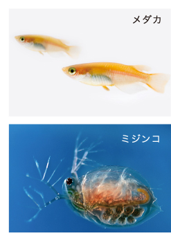 WETとはメダカ・藻類・ミジンコなどの生物によって直接的に評価する手法